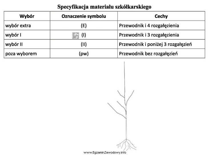 Zgodnie z zamieszczoną specyfikacją materiału szkółkarskiego pokazane na 